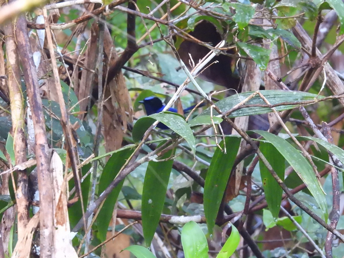 Emperor Fairywren - ML622470309