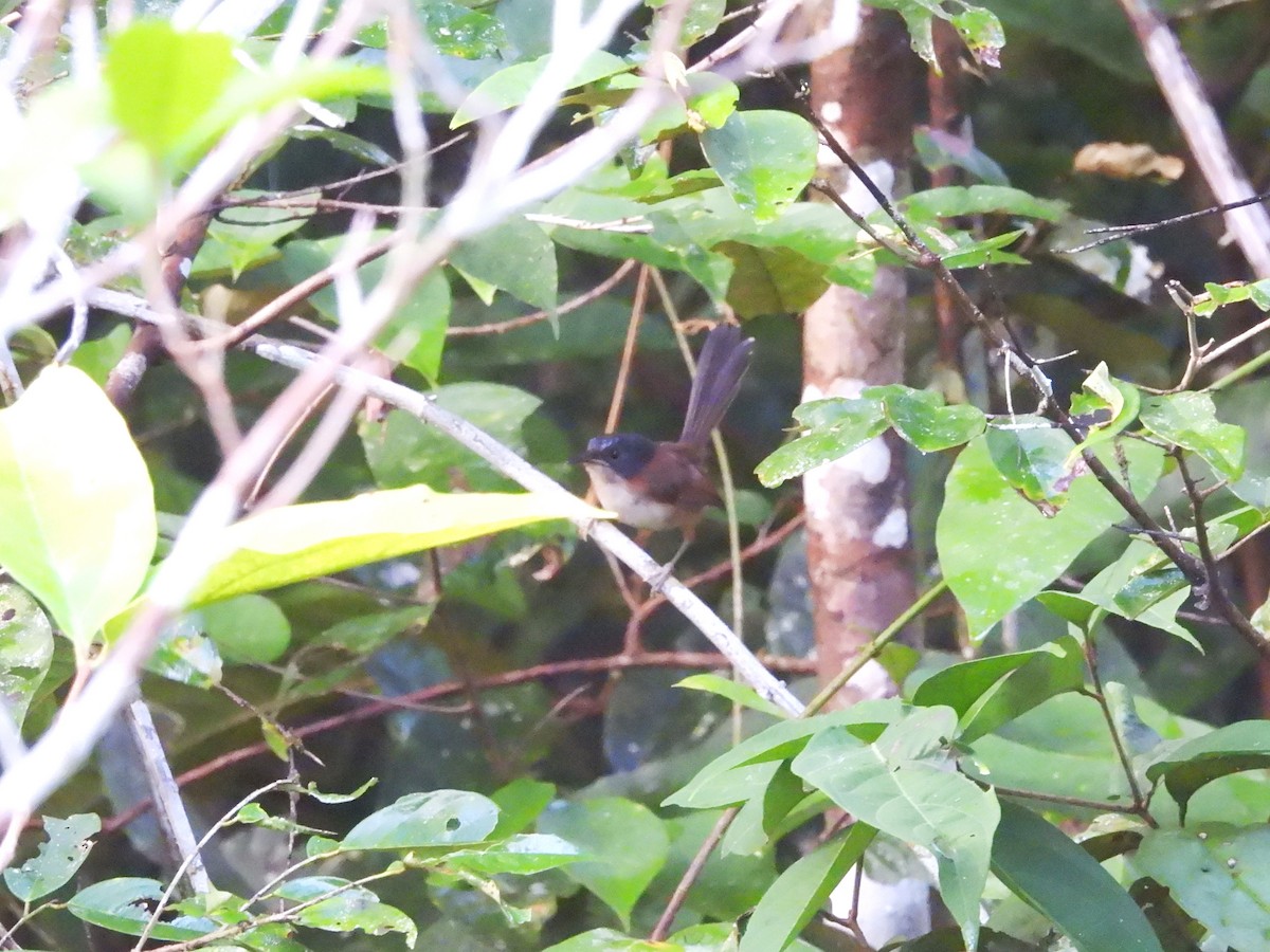 Emperor Fairywren - ML622470345
