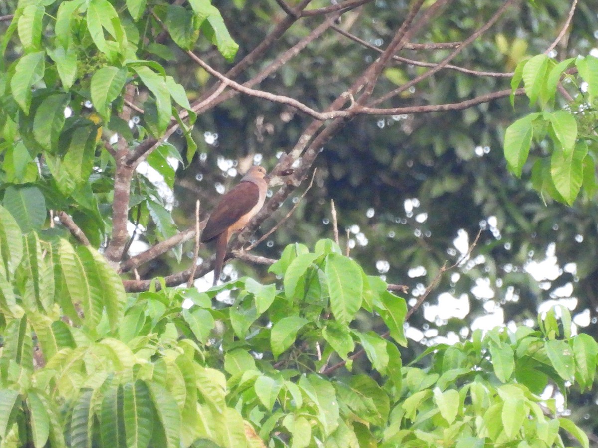 Amboyna Cuckoo-Dove - Mark Smiles