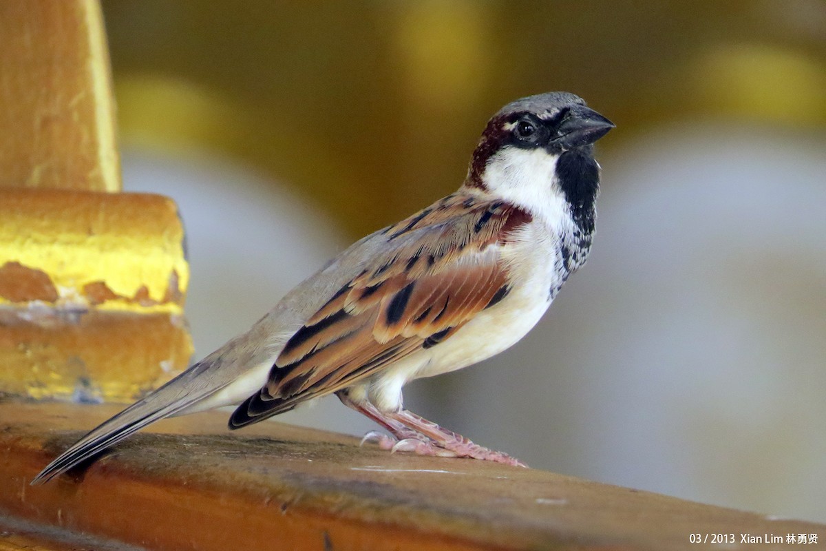 House Sparrow - ML622470426