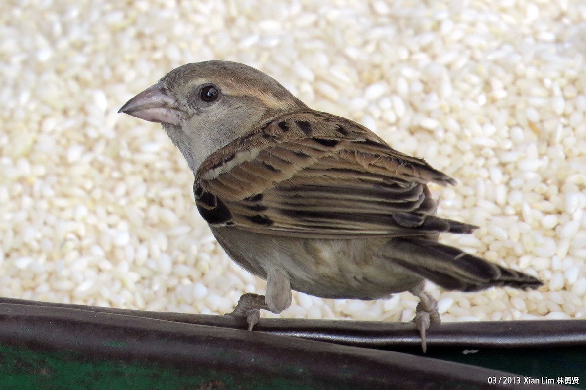 House Sparrow - ML622470427