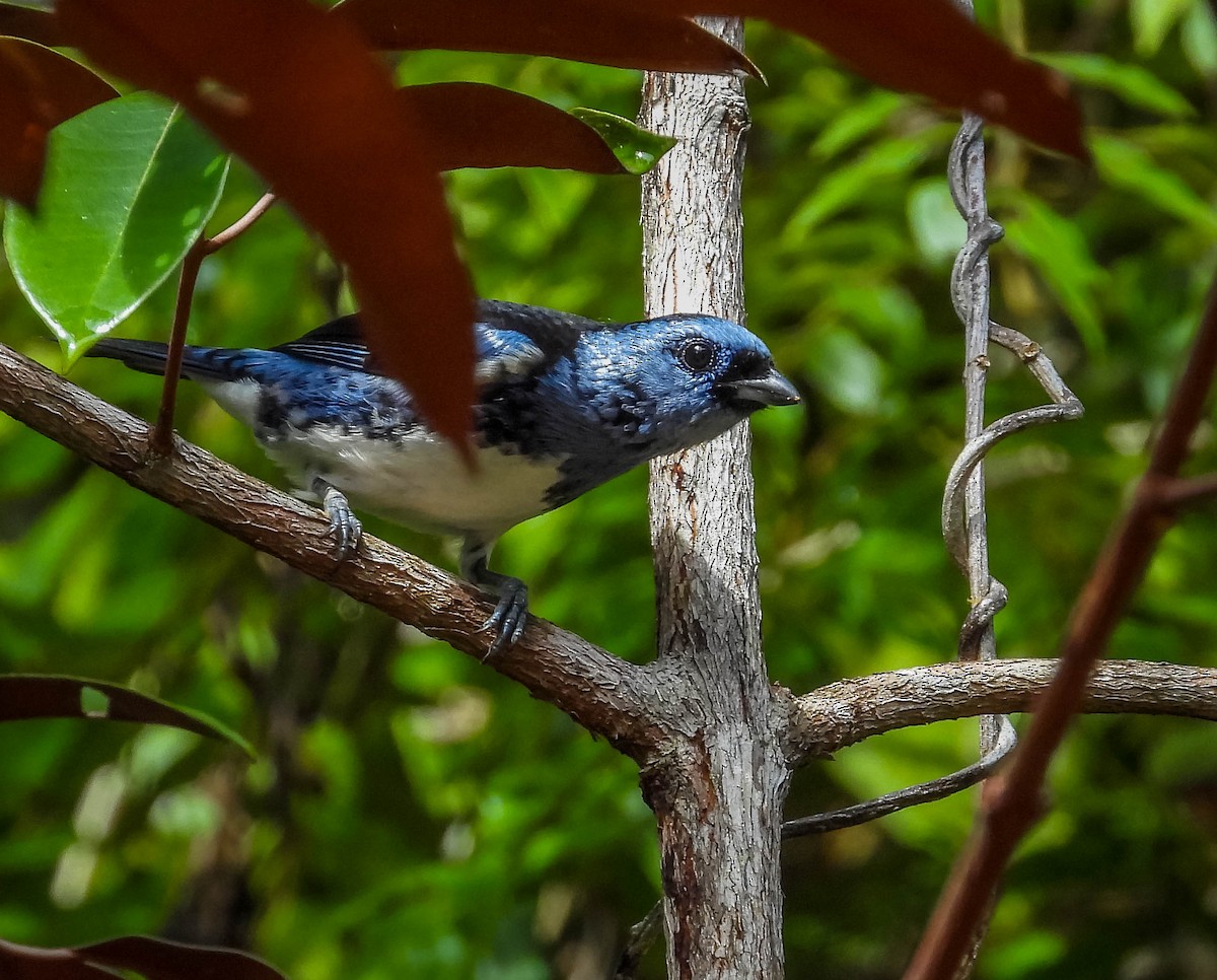 White-bellied Tanager - ML622470498