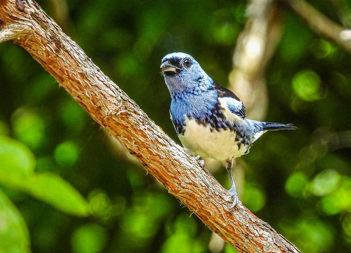 White-bellied Tanager - ML622470499