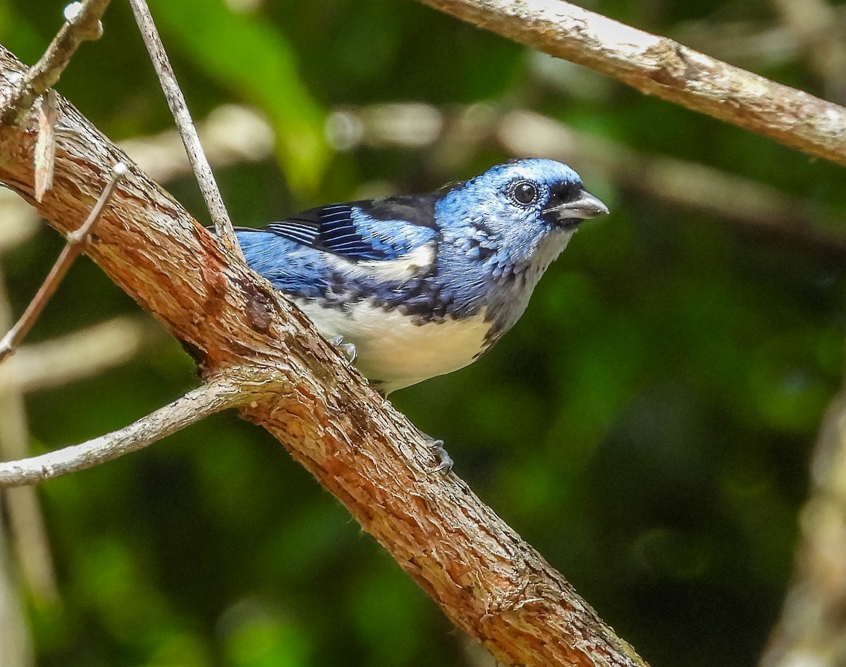 White-bellied Tanager - ML622470500