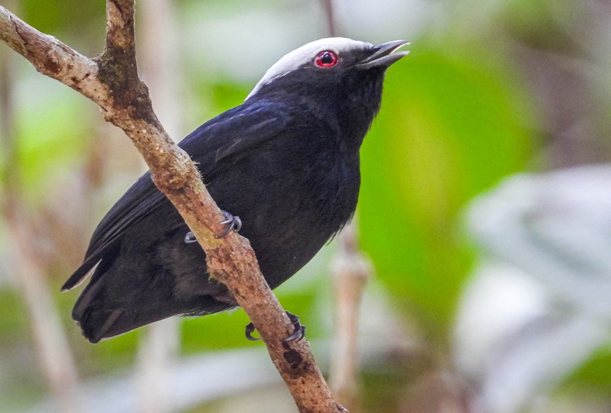 White-crowned Manakin - José Silvestre Vieira