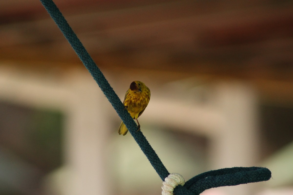 Yellow Warbler - ML622470532