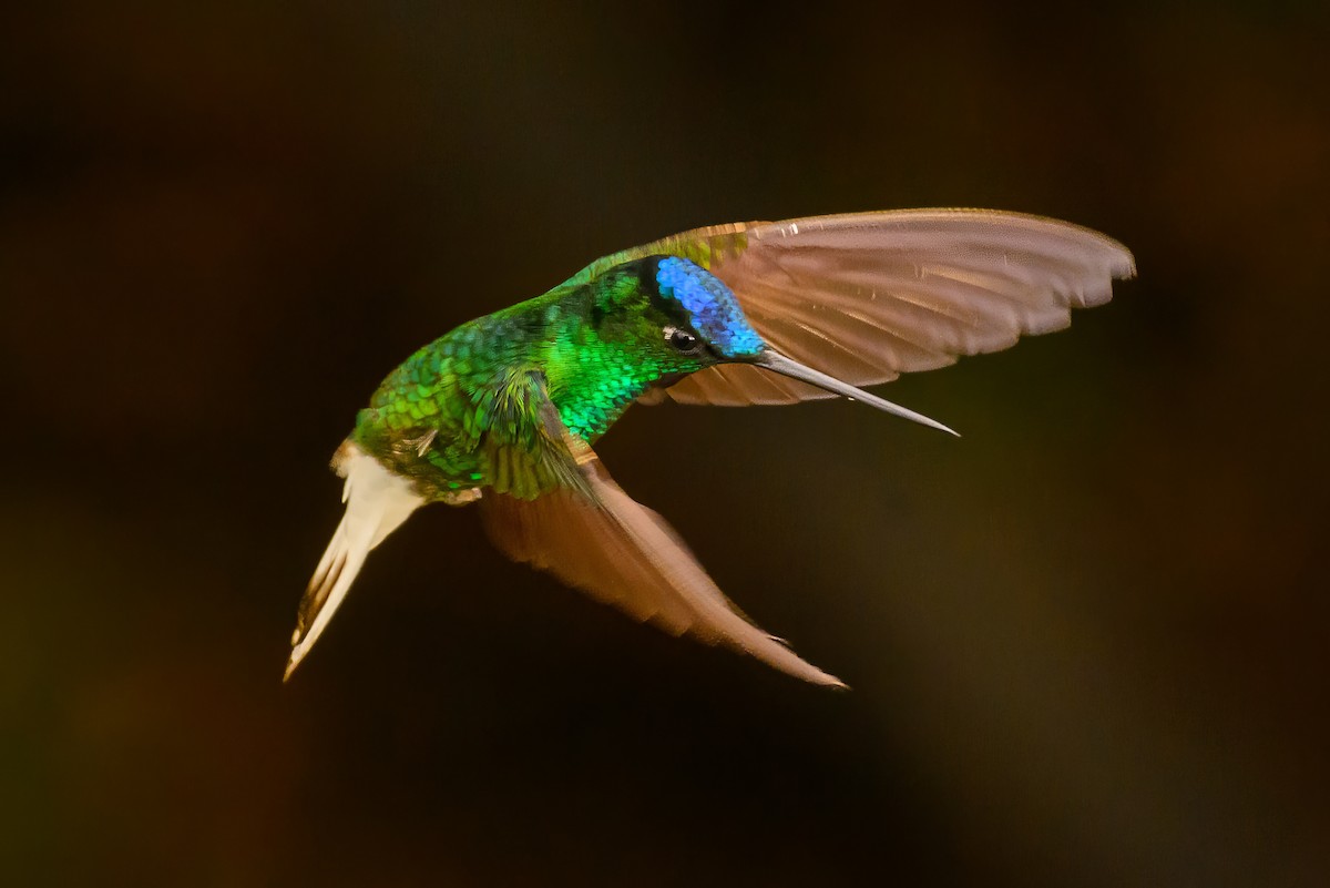 White-tailed Starfrontlet - Christine Kozlosky