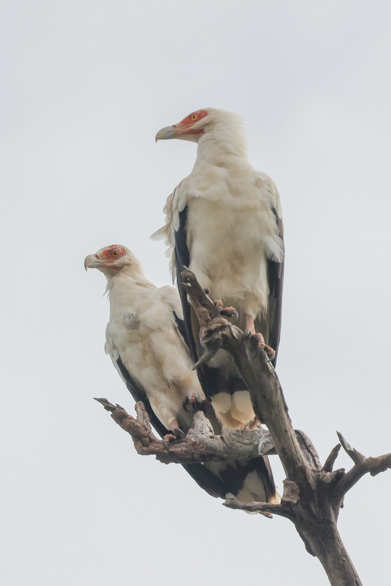 Palm-nut Vulture - ML622470544