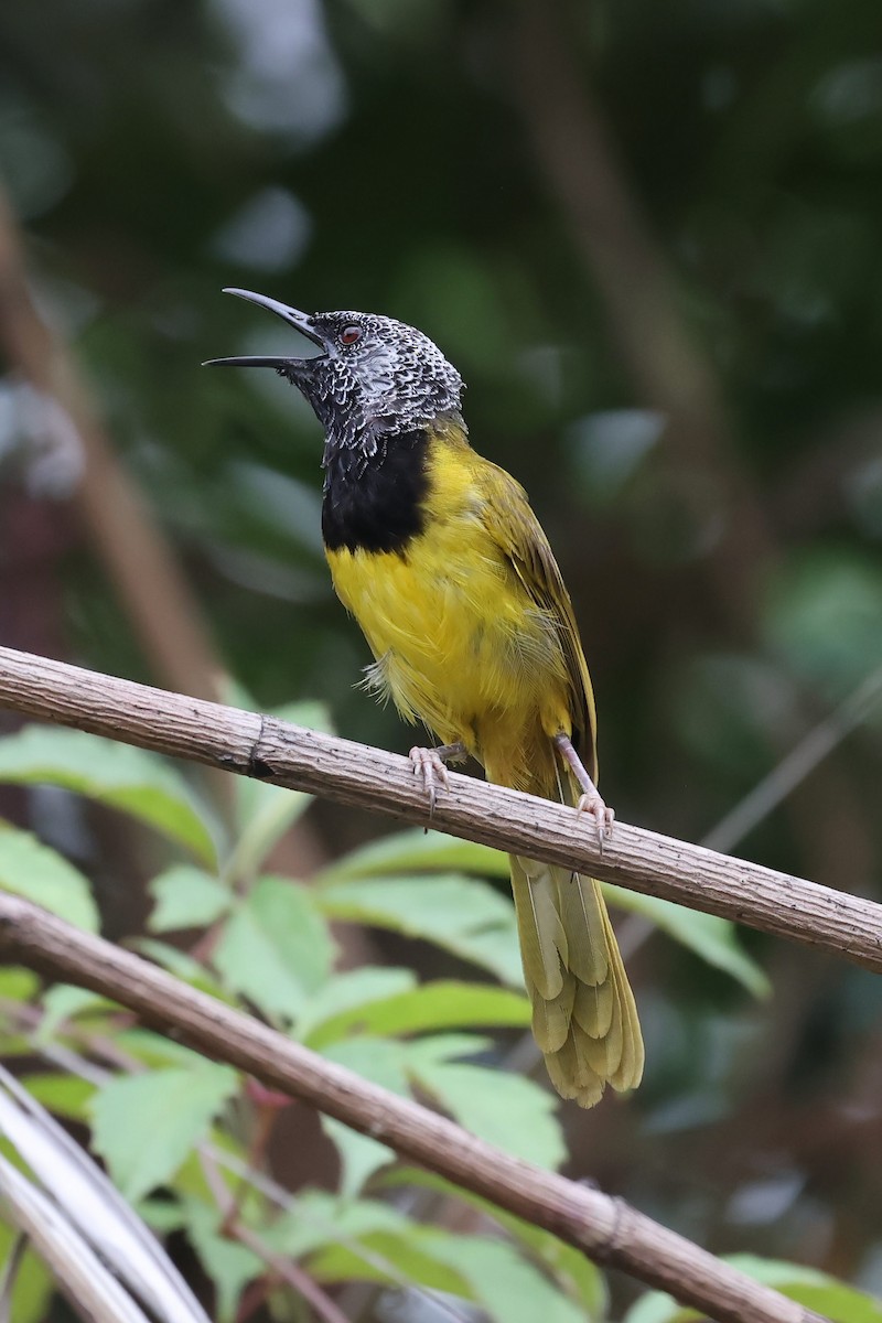 Oriole Warbler - ML622470554