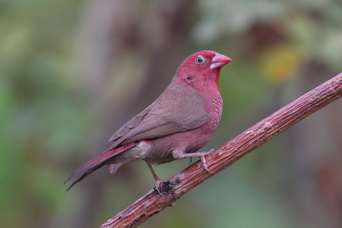 Bar-breasted Firefinch - ML622470568