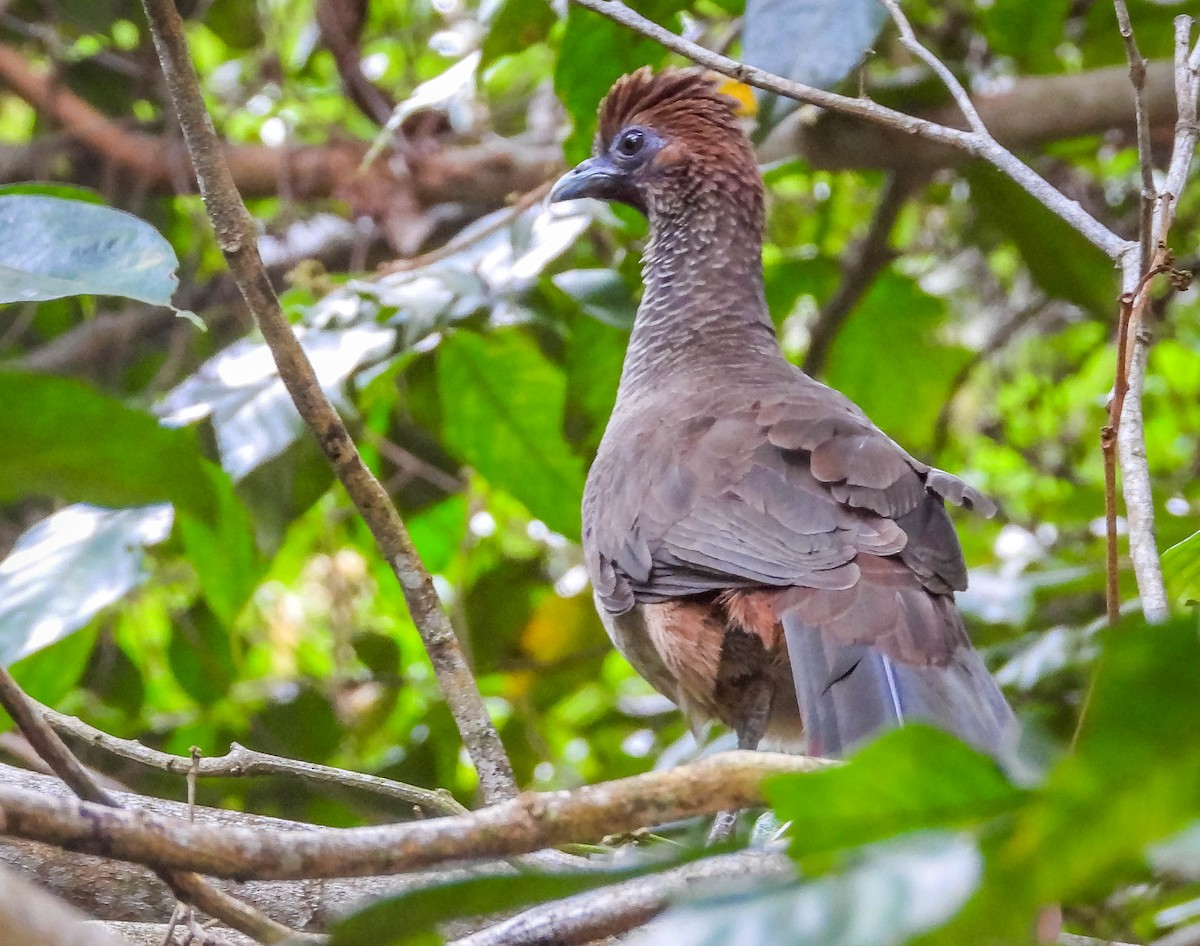 Chachalaca Oriental - ML622470569