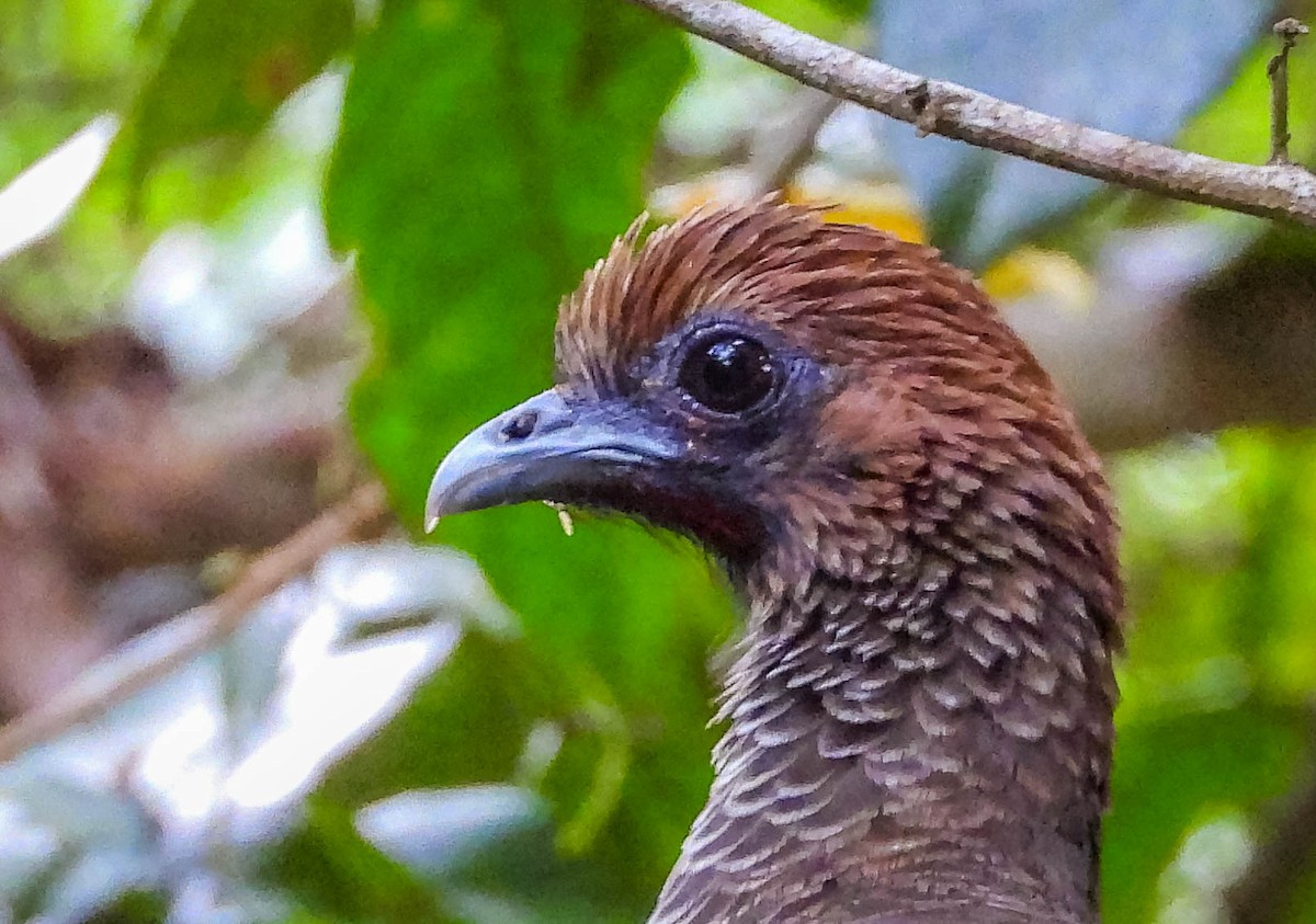 Chachalaca Oriental - ML622470570