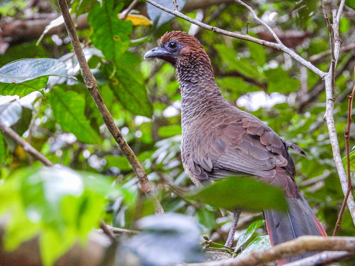 East Brazilian Chachalaca - José Silvestre Vieira