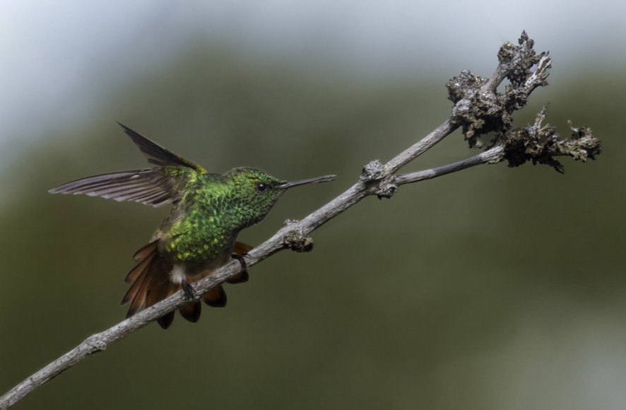 Copper-tailed Hummingbird - ML622470572