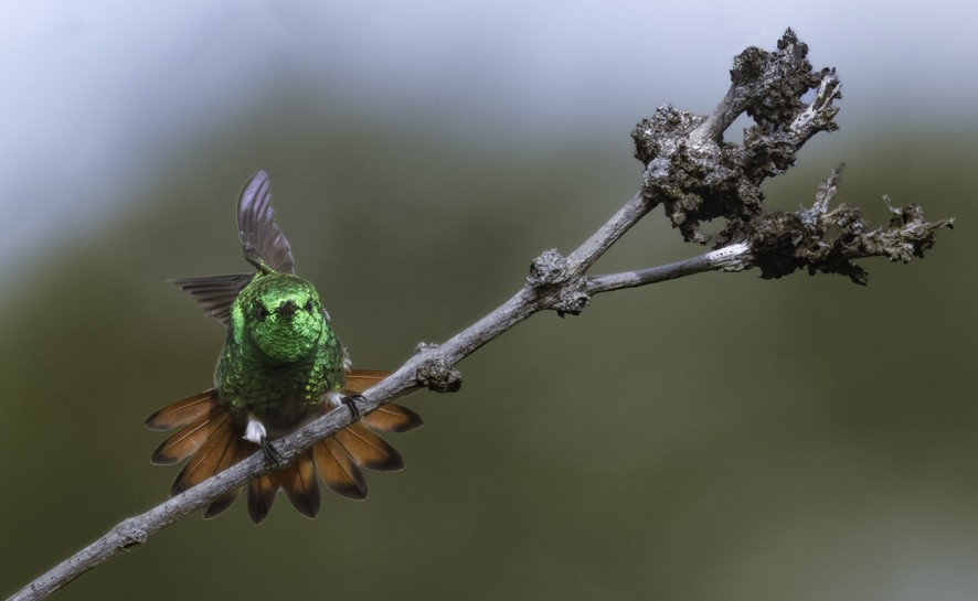 Copper-tailed Hummingbird - ML622470573