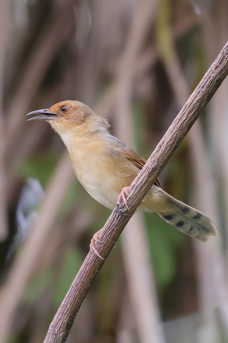 Red-faced Cisticola - ML622470578