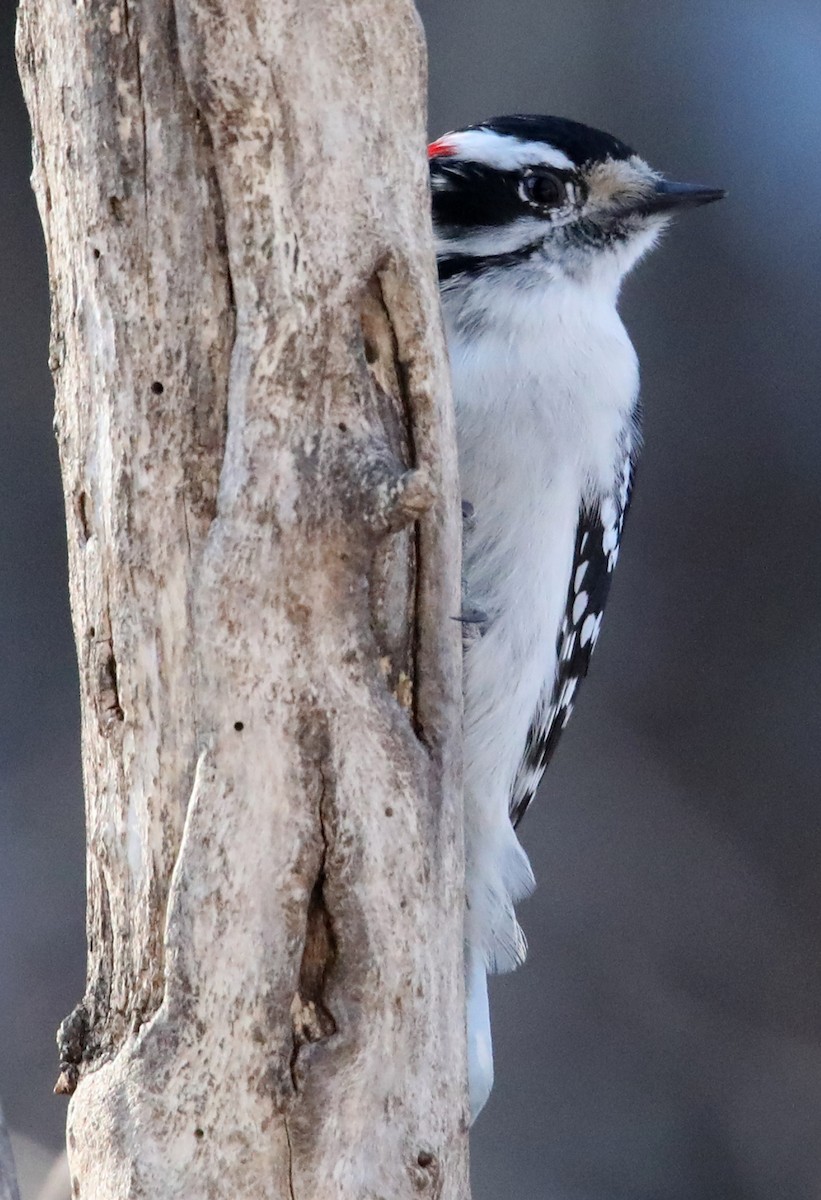 eBird Checklist - 24 Feb 2021 - Ashland Nature Center and Hawk Watch ...