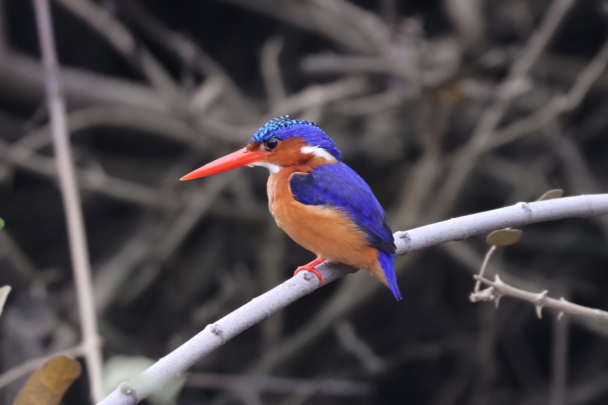 Malachite Kingfisher - ML622470621