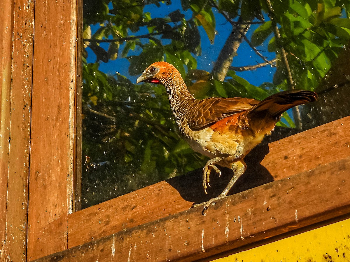 East Brazilian Chachalaca - José Silvestre Vieira