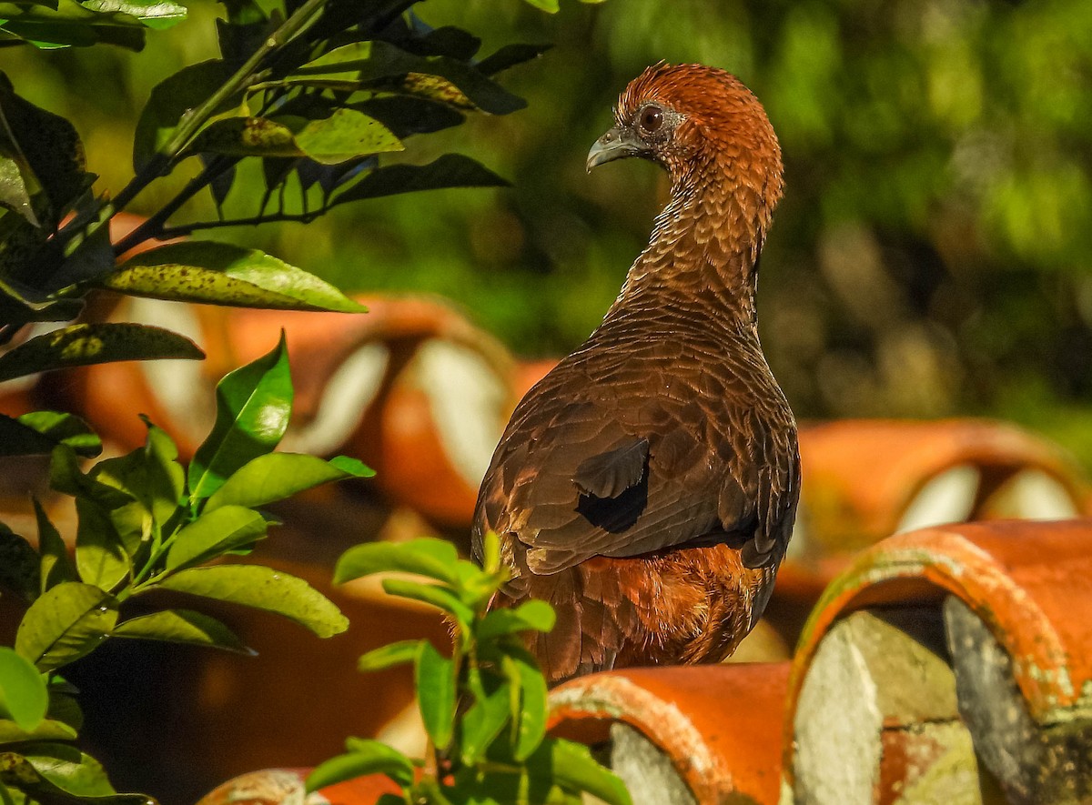 East Brazilian Chachalaca - ML622470666