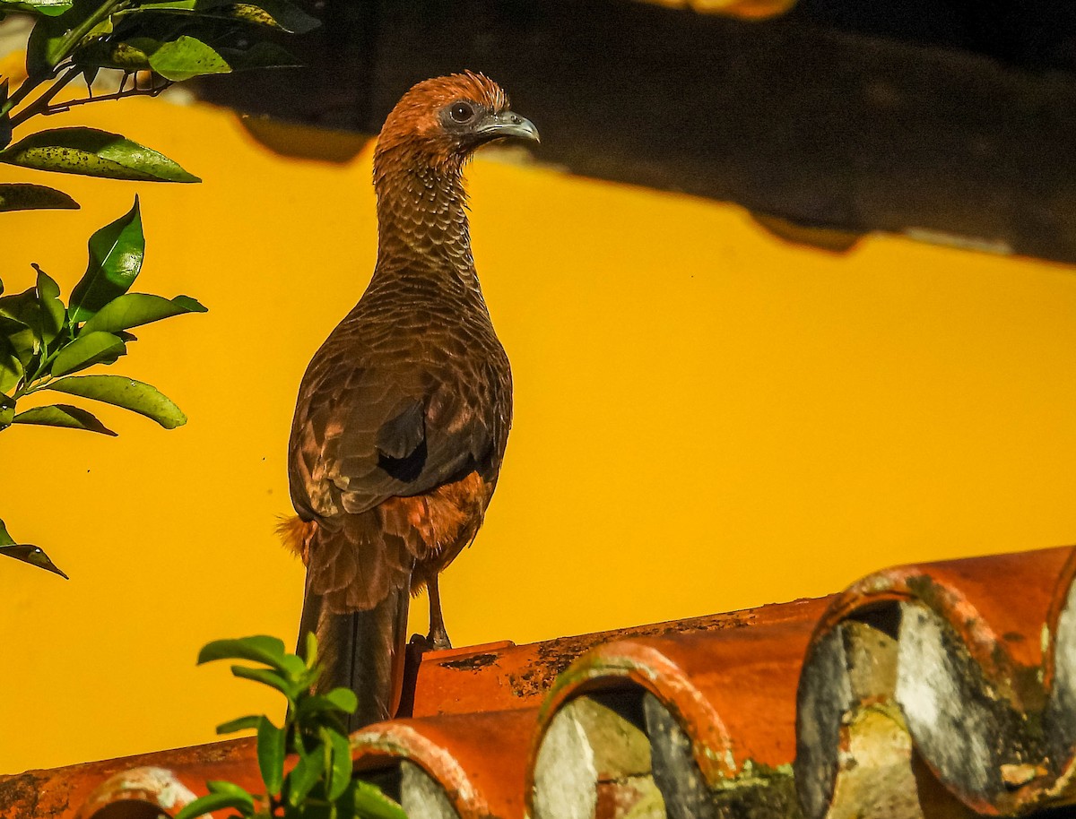 East Brazilian Chachalaca - ML622470667