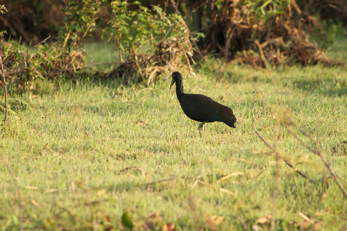 Green Ibis - Lebsky Zamora