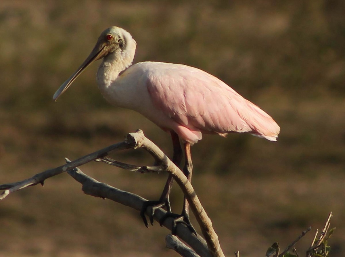 Roseate Spoonbill - ML622470785