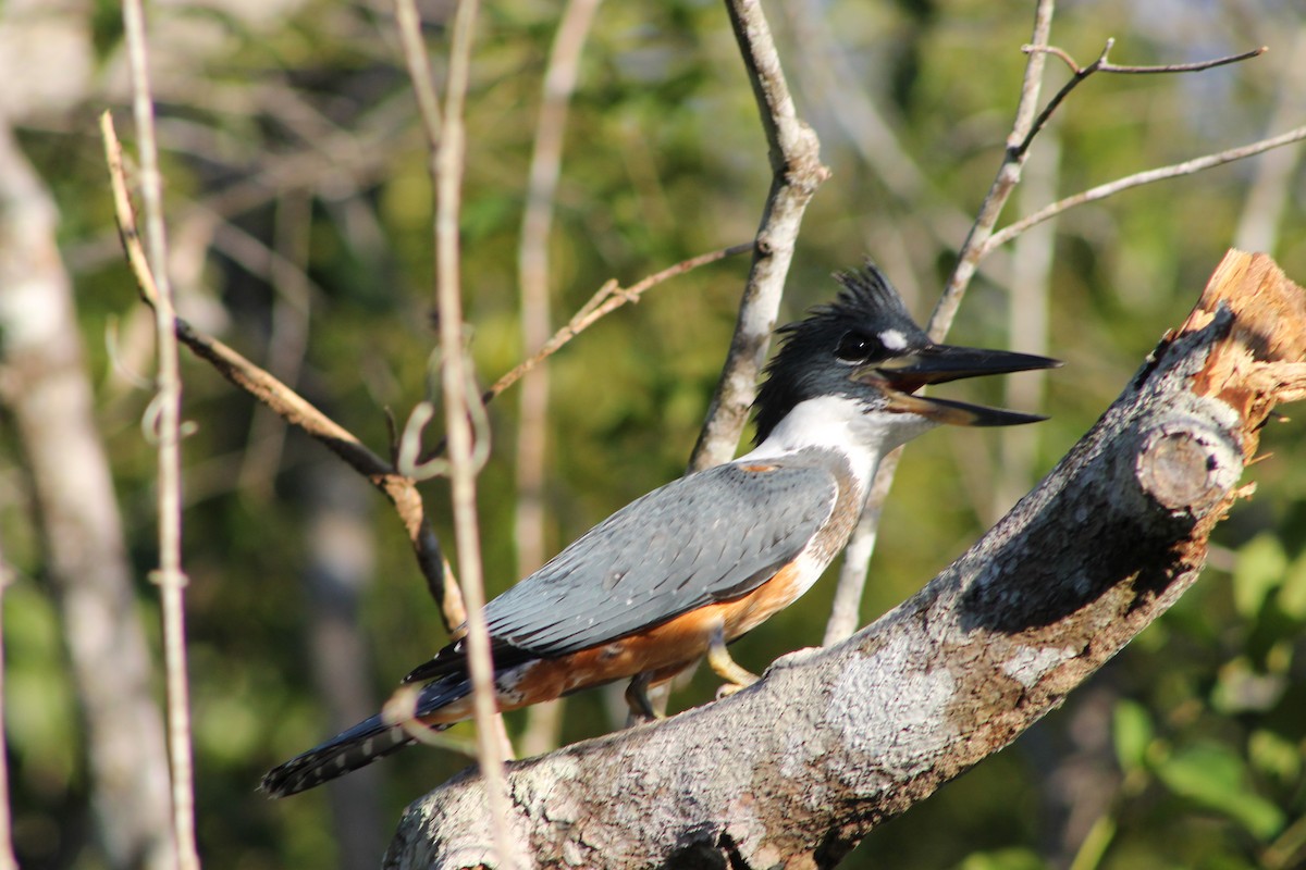 Ringed Kingfisher - ML622470833