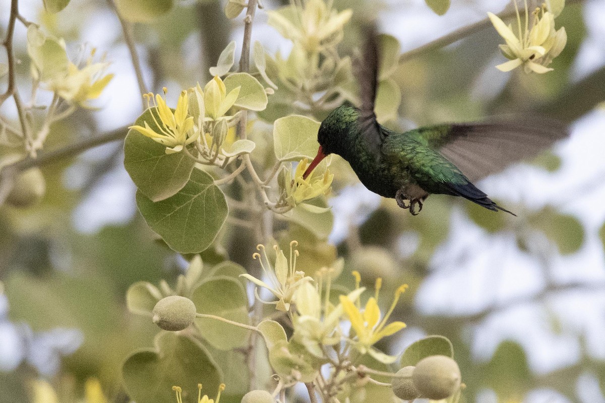 Glittering-bellied Emerald - ML622470839