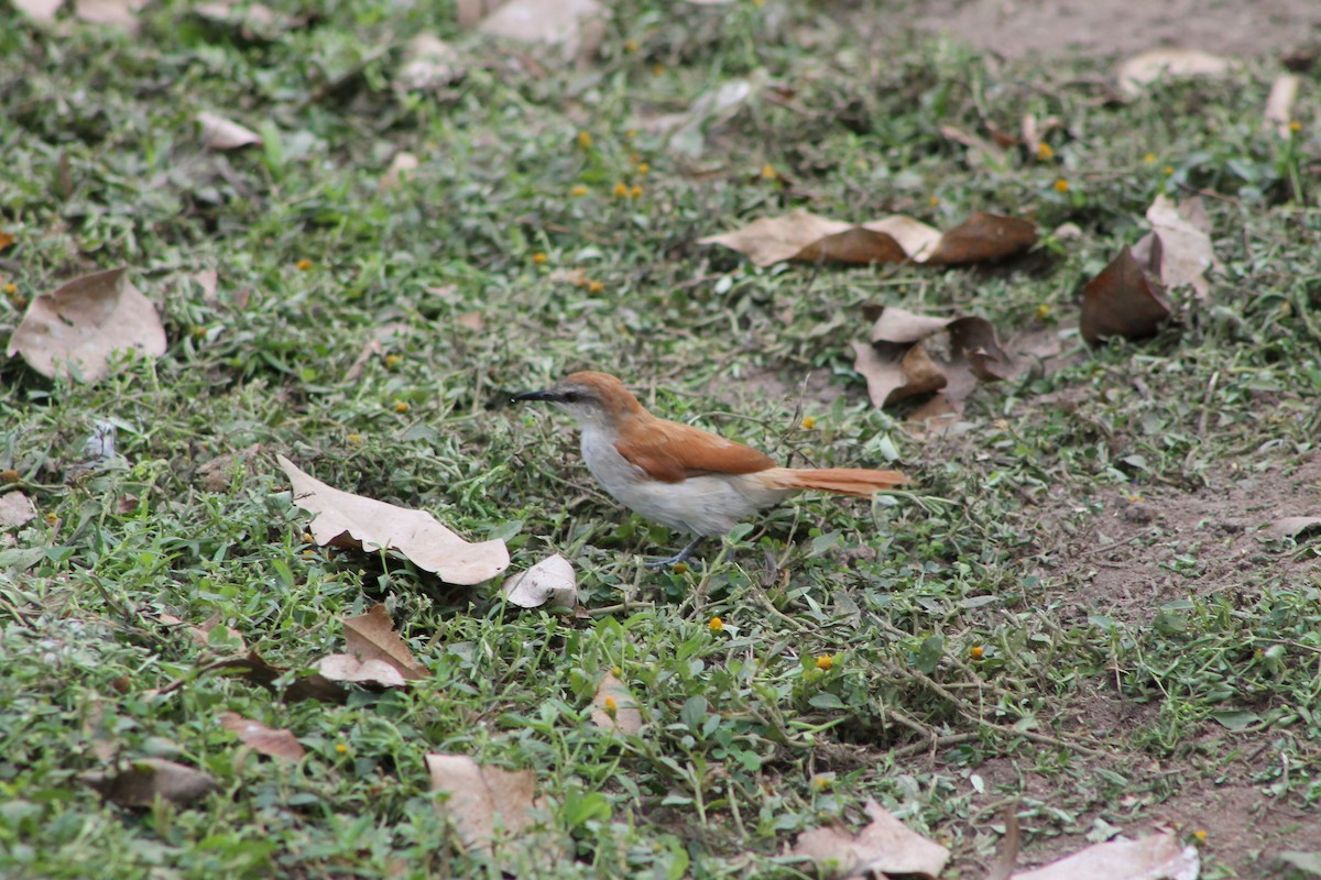 Yellow-chinned Spinetail - ML622470881