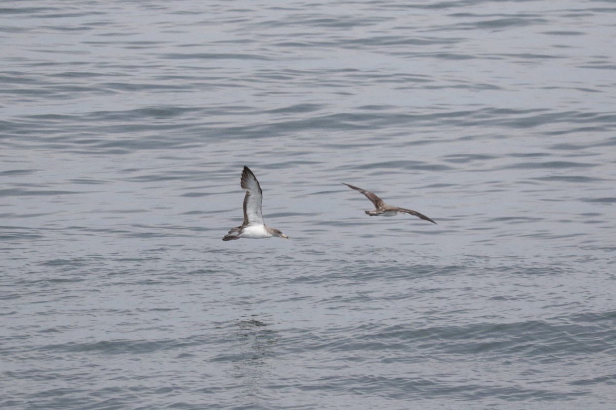 Cory's Shearwater - Michael Ingles