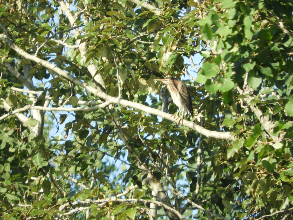 Green Heron - ML622471001