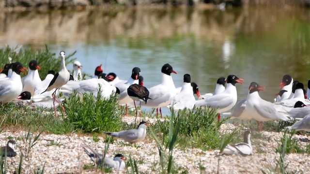 Mediterranean Gull - ML622471055