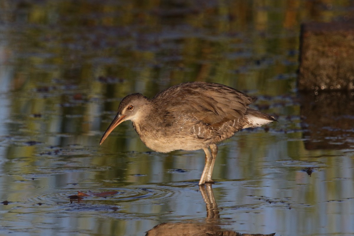 Clapper Rail - ML622471078