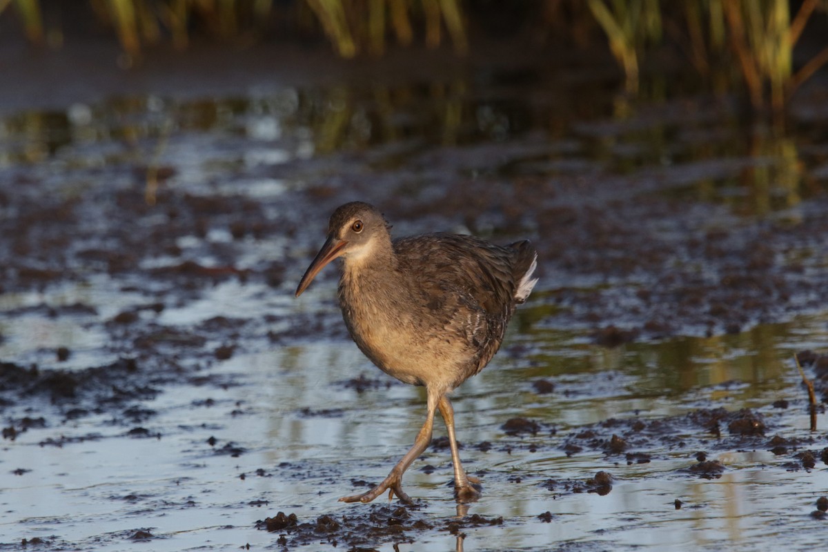 Clapper Rail - ML622471079