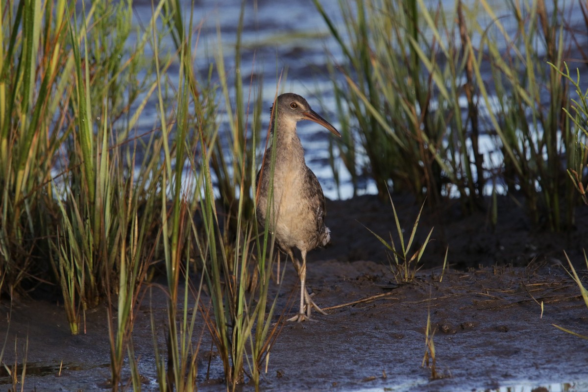 Clapper Rail - ML622471080