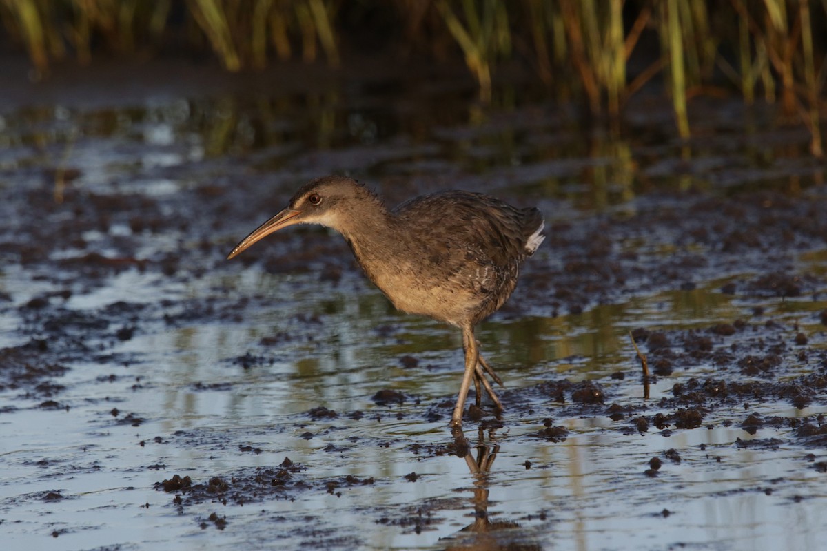 Clapper Rail - ML622471081