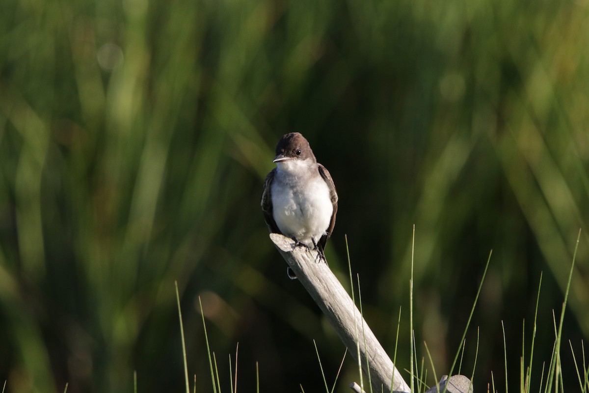 Eastern Kingbird - ML622471085