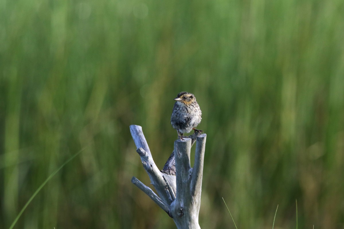 Saltmarsh Sparrow - ML622471095