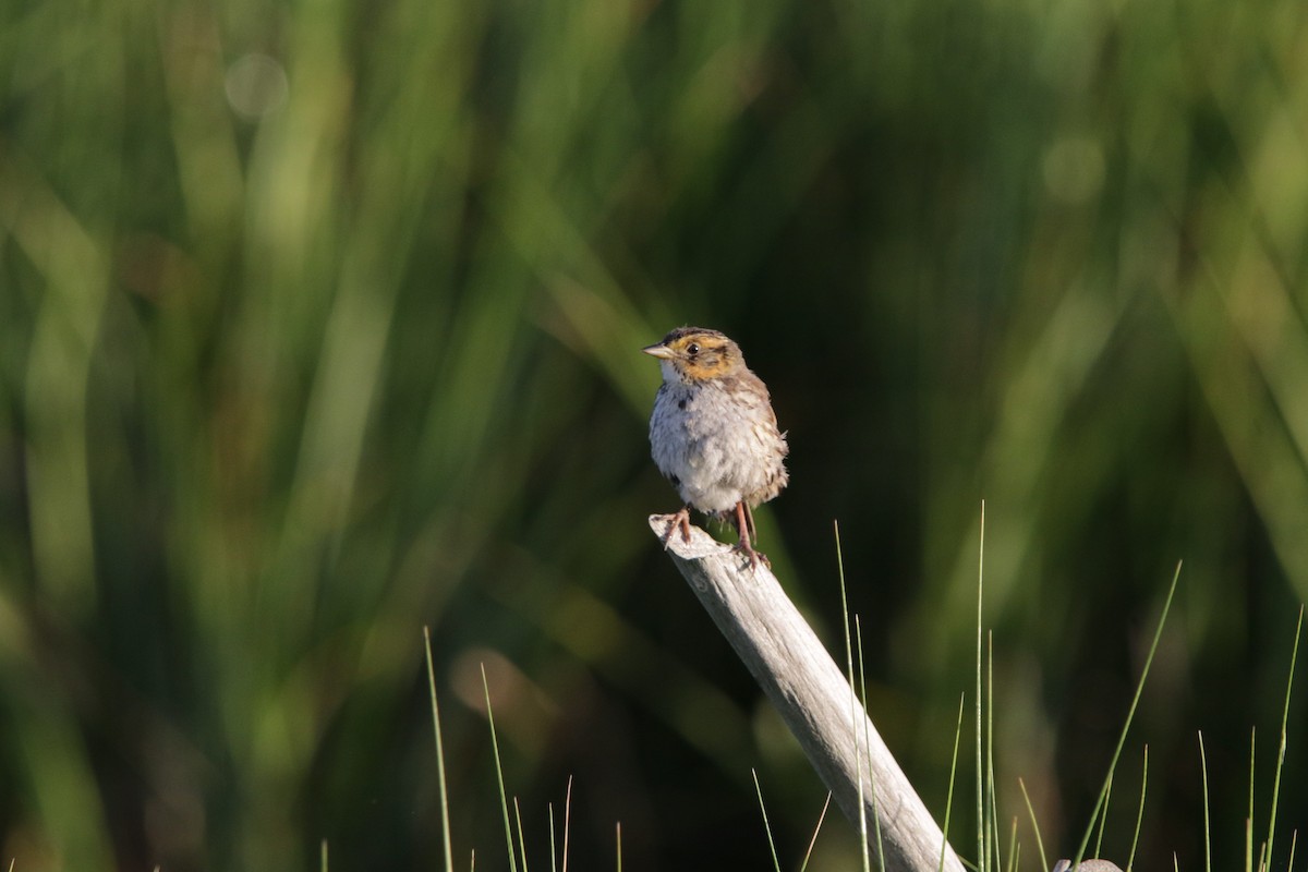 Saltmarsh Sparrow - ML622471096