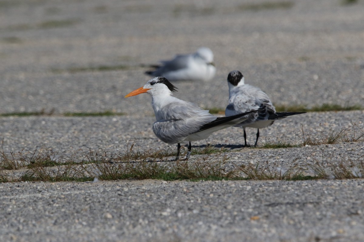 Royal Tern - ML622471108