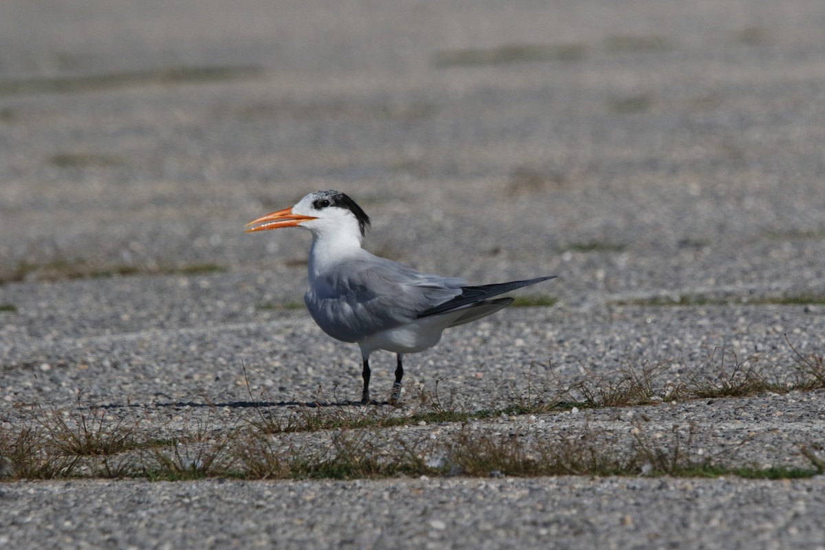 Royal Tern - ML622471109