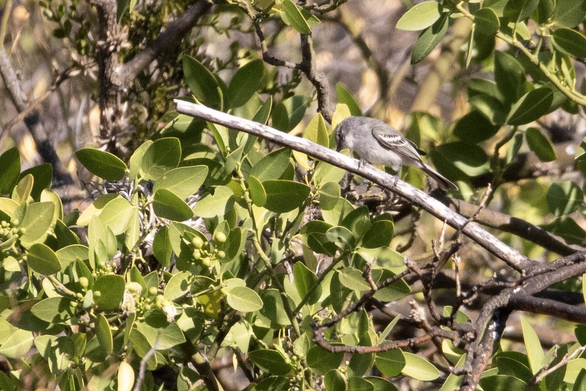 Southern Beardless-Tyrannulet - ML622471157