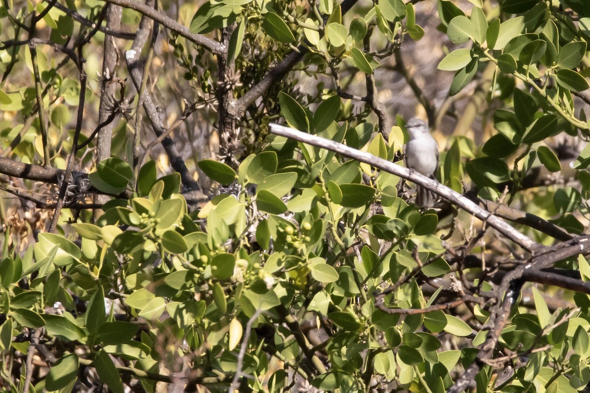 Southern Beardless-Tyrannulet - ML622471158