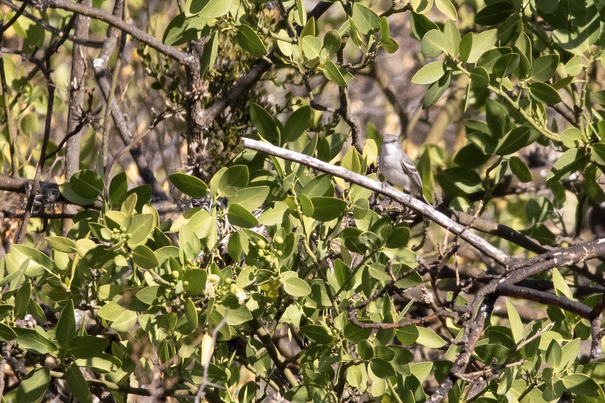 Southern Beardless-Tyrannulet - ML622471159