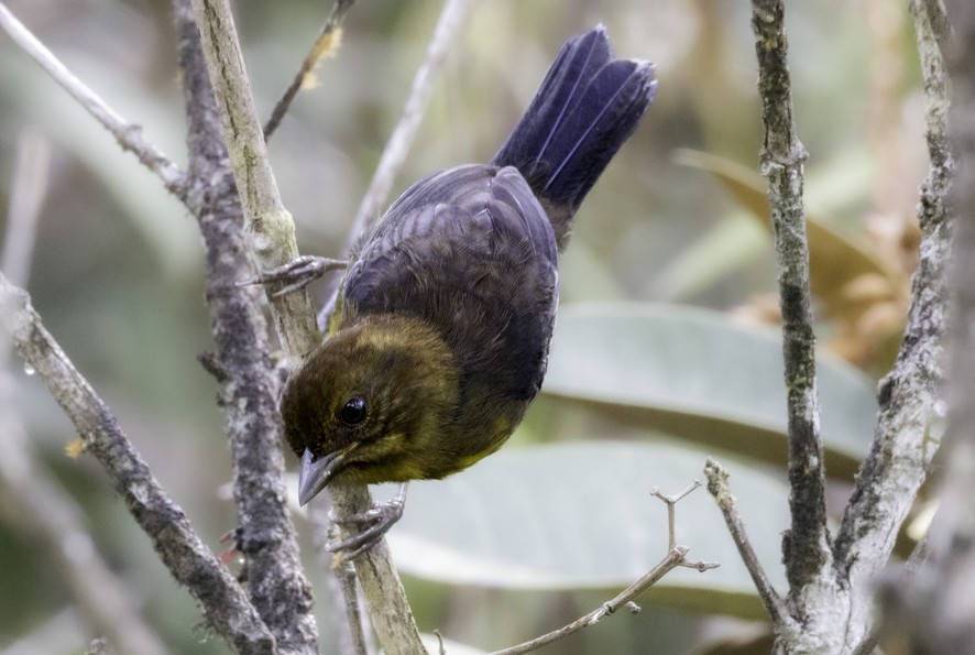 Tepui Brushfinch - ML622471422