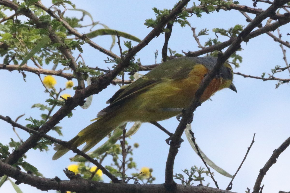 Sulphur-breasted Bushshrike - ML622471452