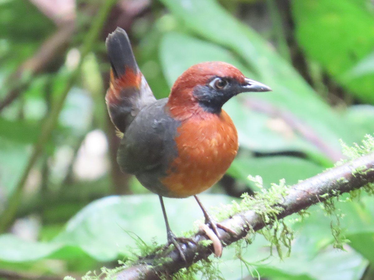 Rufous-breasted Antthrush - ML622471486