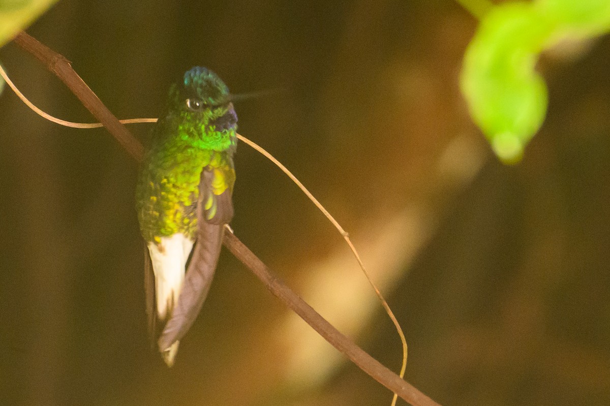 White-tailed Starfrontlet - ML622471523