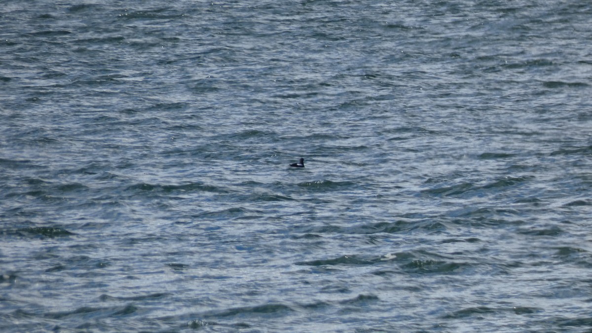 Black Guillemot - ML622471663